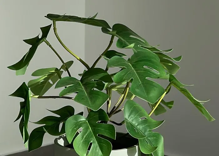 Sunsets Sur Ponderosa プラヤ・デ・ラス・アメリカス